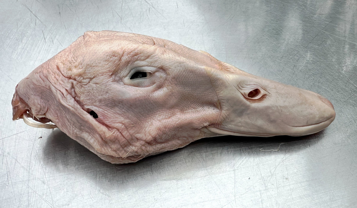 Frozen Duck Heads 500g