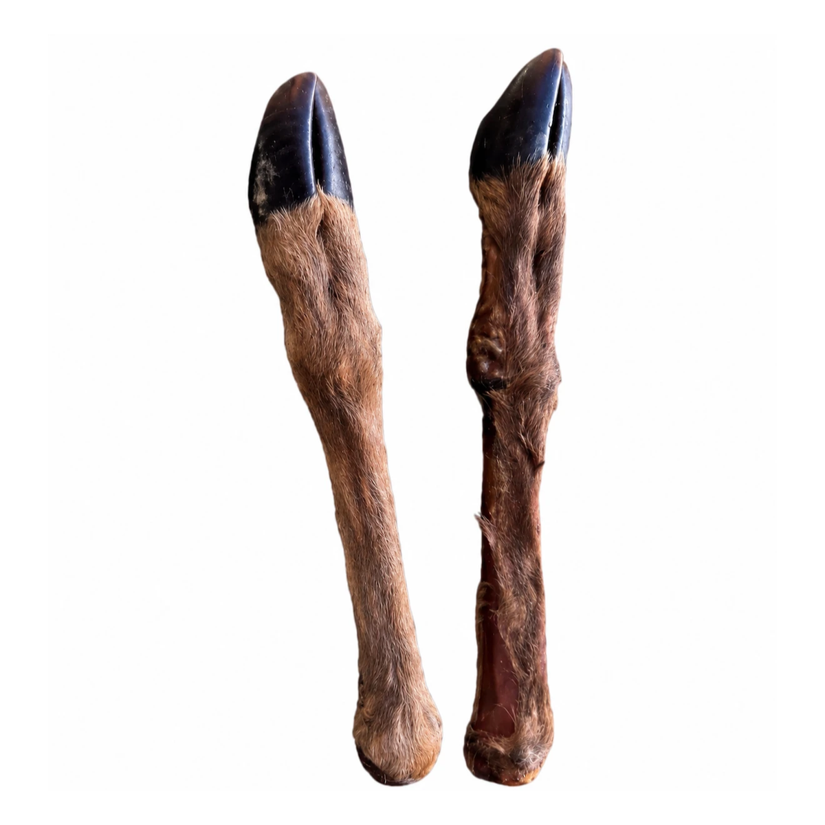 Two dehydrated fur-on venison hocks with hooves, shown as examples. One hock per purchase.